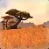 Explore The Barrens