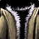 Neophyte's Robe